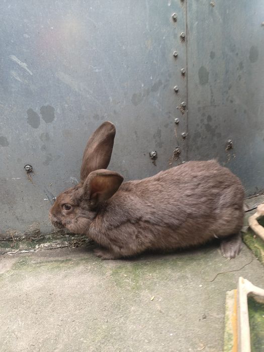 Samce. .              .