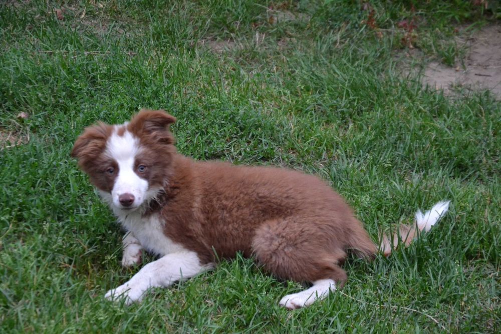 Border Collie szczeniaczki