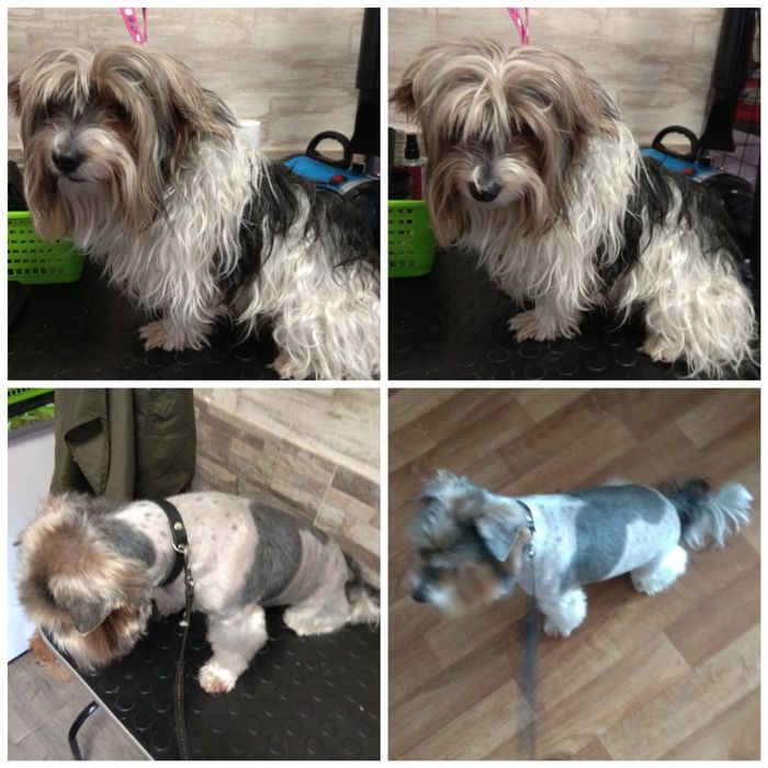 Стрижка(груминг)малых и средних пород собак.В г.Городня. .