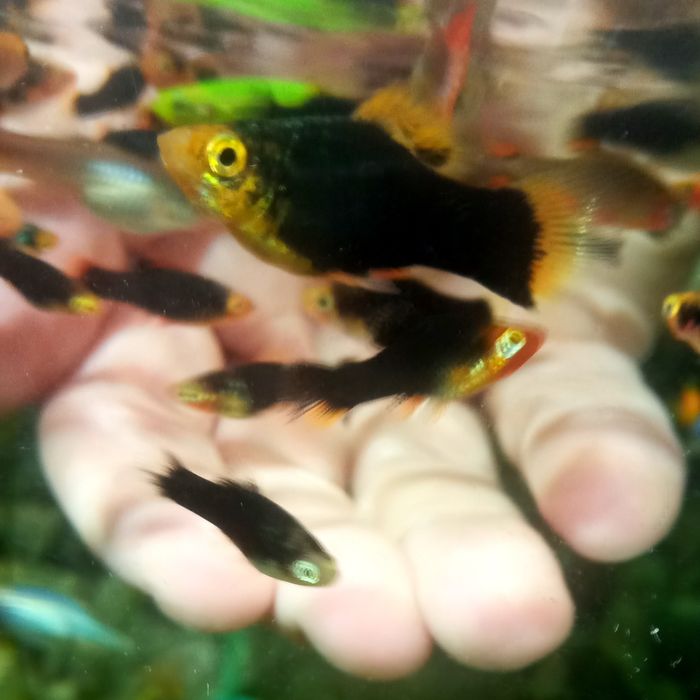 Пецилія  Чорна ,чорно ряба.