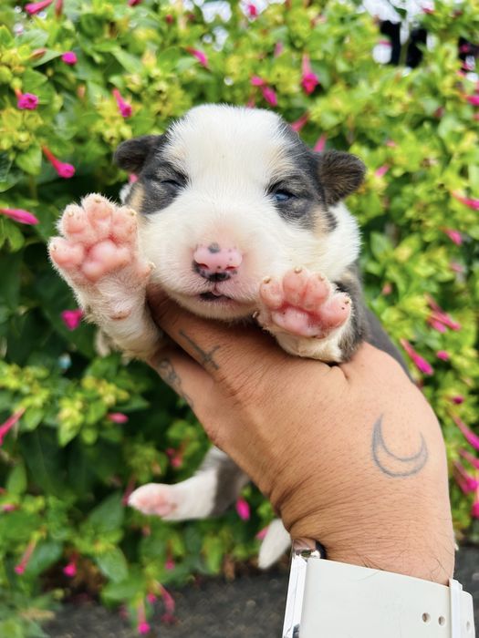 Menina border collie tricolor