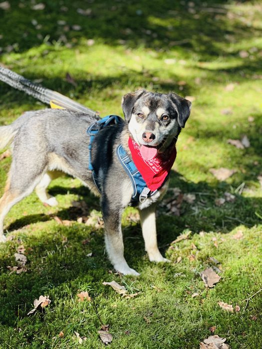 Aktywna Frytka szuka domku