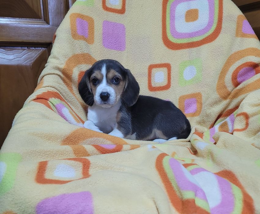 Beagle tricolor macho