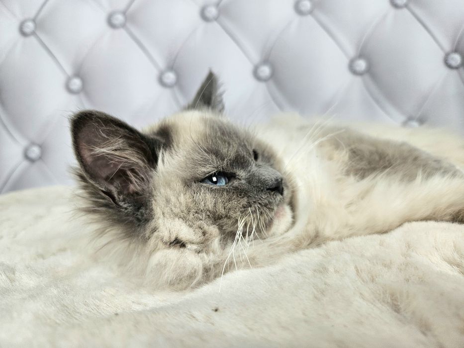 Ragdoll WCF kocurek Gero