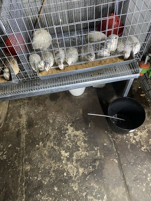 Codornizes de boa qualidade