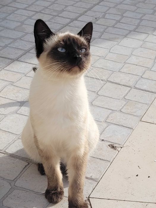 Gatinhos para adoção responsável