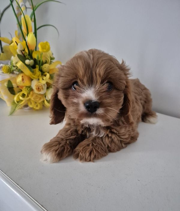 Piesek Cavapoo F1 Cavalier & Pudel