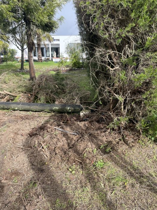 Desbaste e abate de arvores em situacao de risco