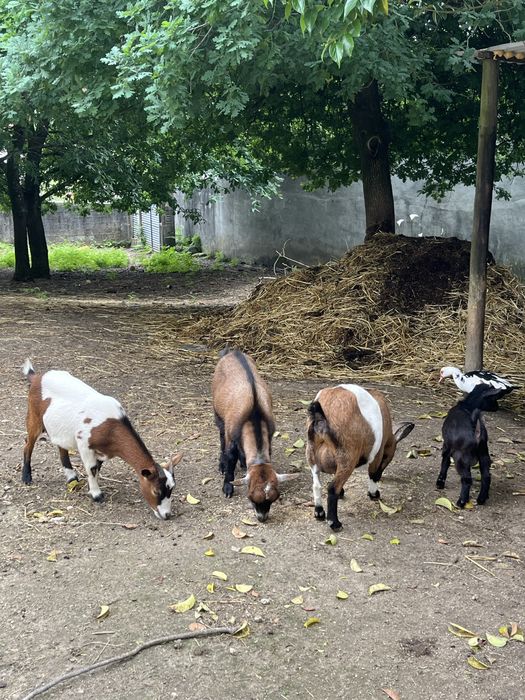 Cabras anas femeas e machos