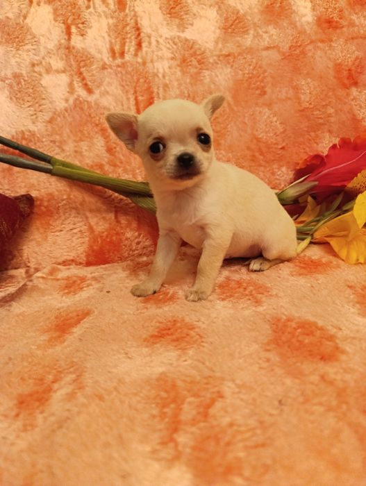 Пропонується гарненька дівчинка