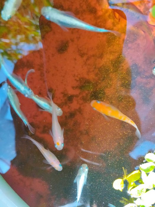 Medakas - Oryzias latipes