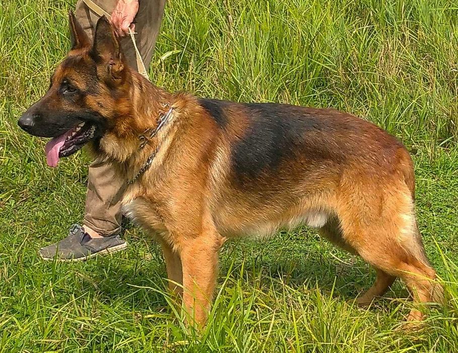 щенки с родословной от ярких и крупных родителей.