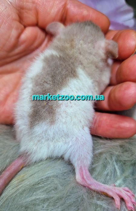 Щурики Дамбо рекс,крысы,крыса,крыска,криска,шампань капюшончатий дівчи