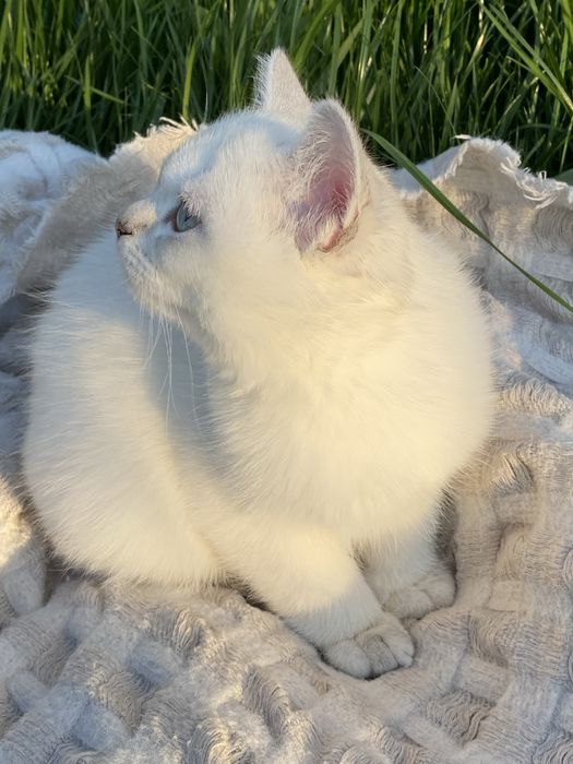 Серебристая шиншилла