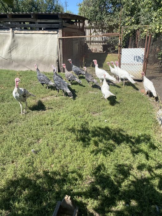 Продаю молоді індички і індики