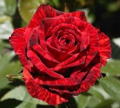 Roseira Variegata Riscada Red Tiger - PLANTA VIVA FLORES