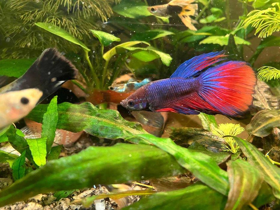 Акваріумні рибки півник «петушок»