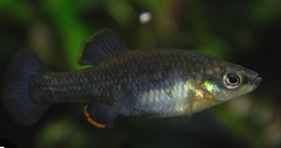 Zoogoneticus purhepechus
