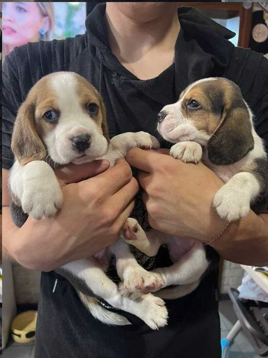 Продаж біглів, вік два місяці, щепленi