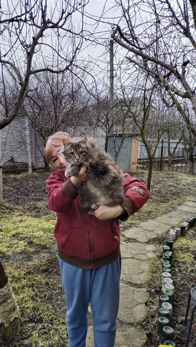 Котик 7-8 месяцев, пушистый, ласковый, мурчащий . В хорошие,добрые  ру