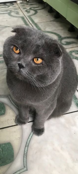 Шотландский Кот вязка
