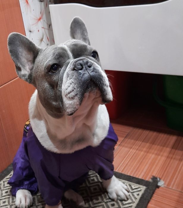 ВЯЗКА Французский Бульдог!!!