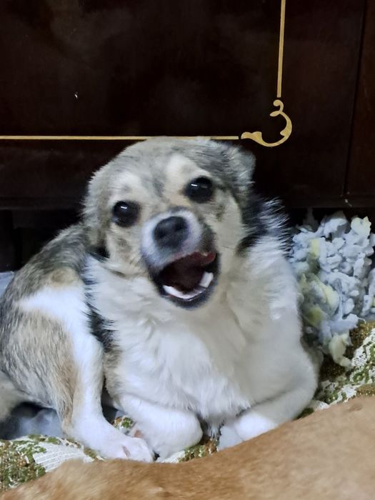 Маленька красуня шукає дім