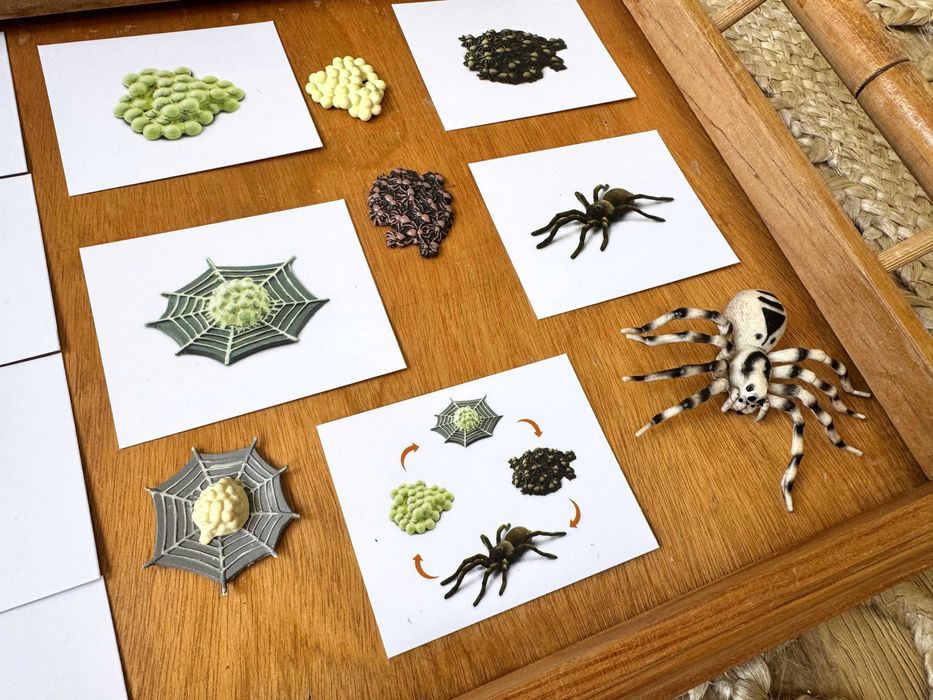 Ciclo de Vida - Aranha - Montessori