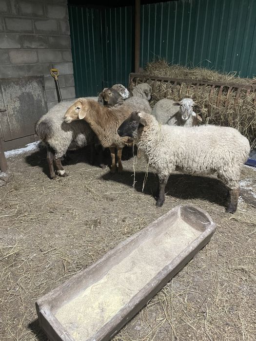 Вівці кітні є курдючні. Чотири вівці з малими
