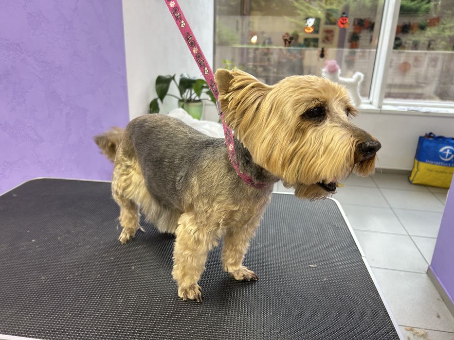 Груминг, стрижка собак, экспресс линька собак и котов