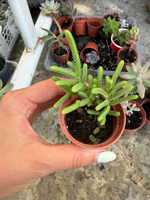 Suculentas variadas 1,5€ cada