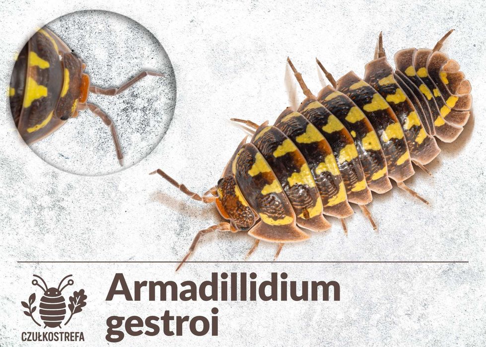 Isopody Armadillidium gestroi