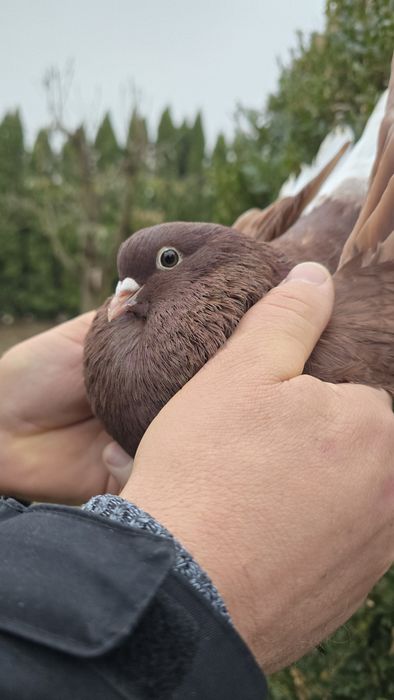 Gołębie szaryki lubelskie