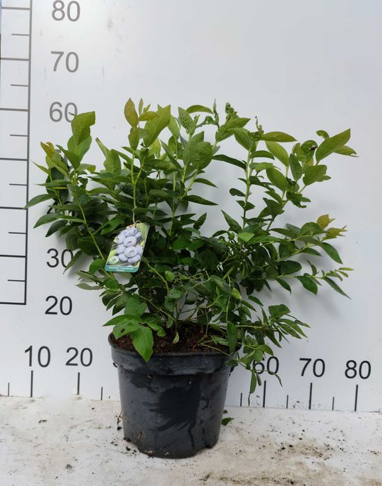 Borówka amerykańska 5L