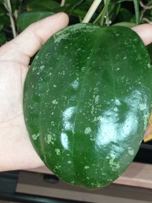 Hoya Hoja MACROPHYLLA snow queen cięta