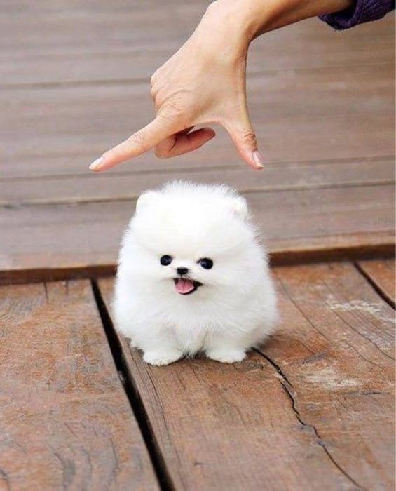 3 місяці щпіц.                .