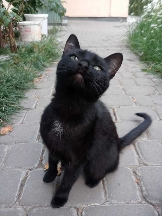 Молода стерилізована кішечка в добрі руки