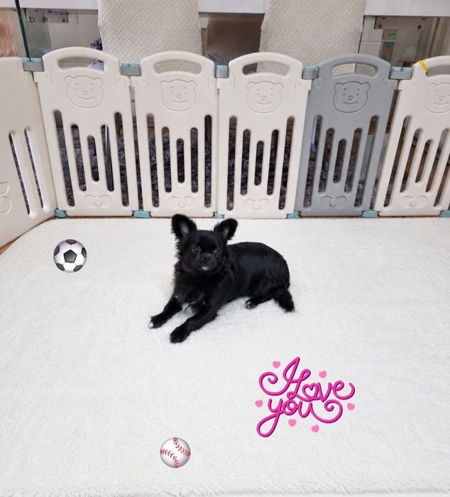 chihuahua macho pêlo longo idade 7 meses exemplar top super meiguinho