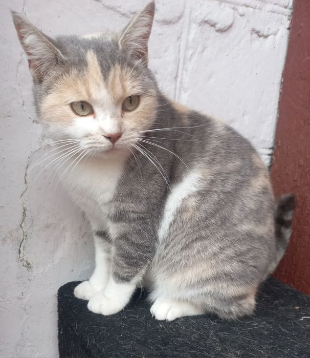 Триколорка проситься в сім'ю