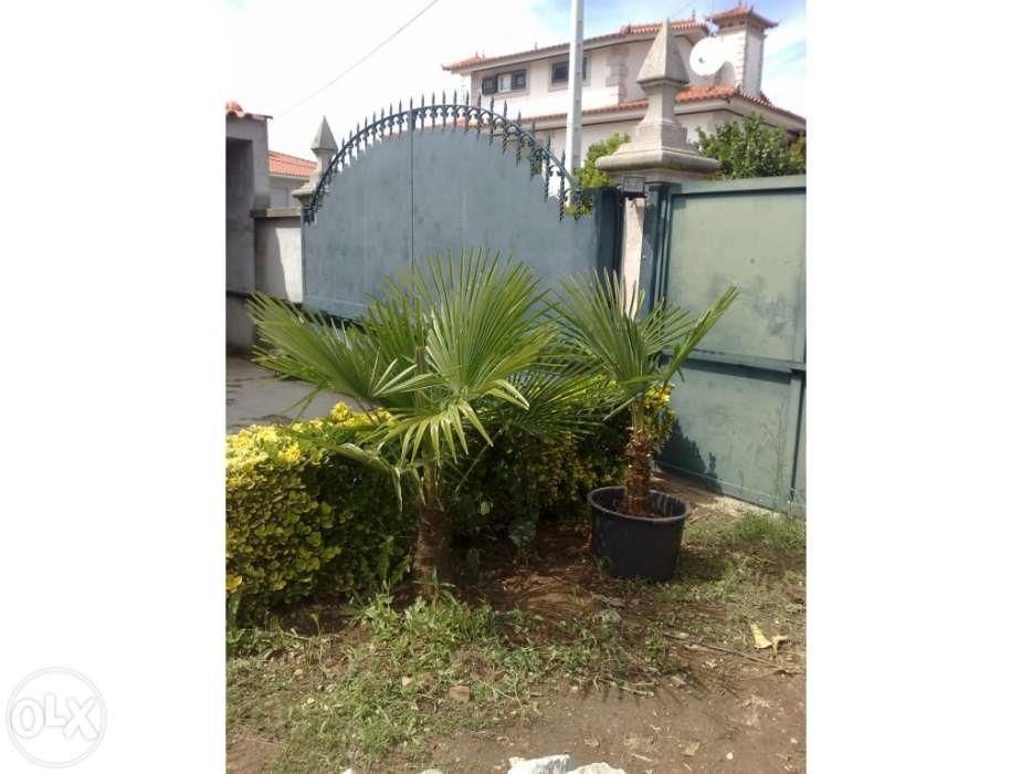 Palmeiras com tronco peludo