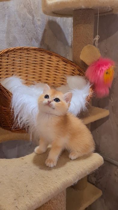 Золотая шиншилла котята