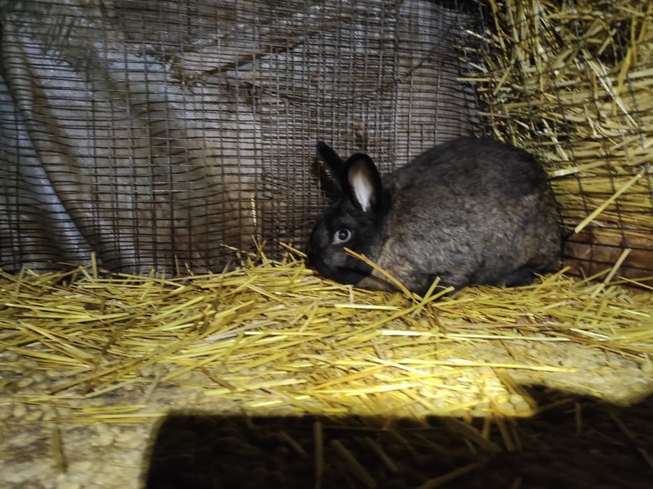 Кроли самцы самки