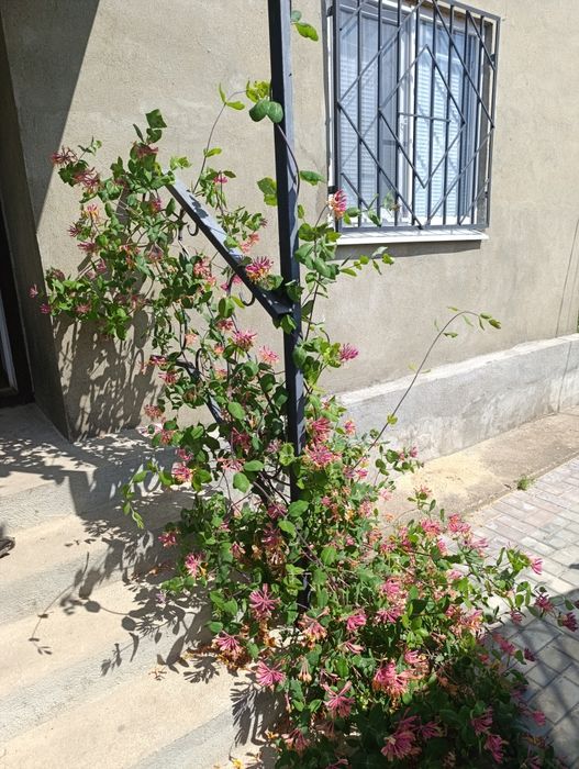 Продається дім в дачному кооперативі