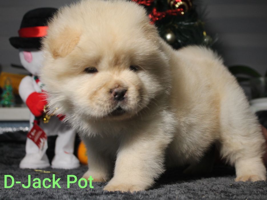 Хлопчики чау чау КСУ