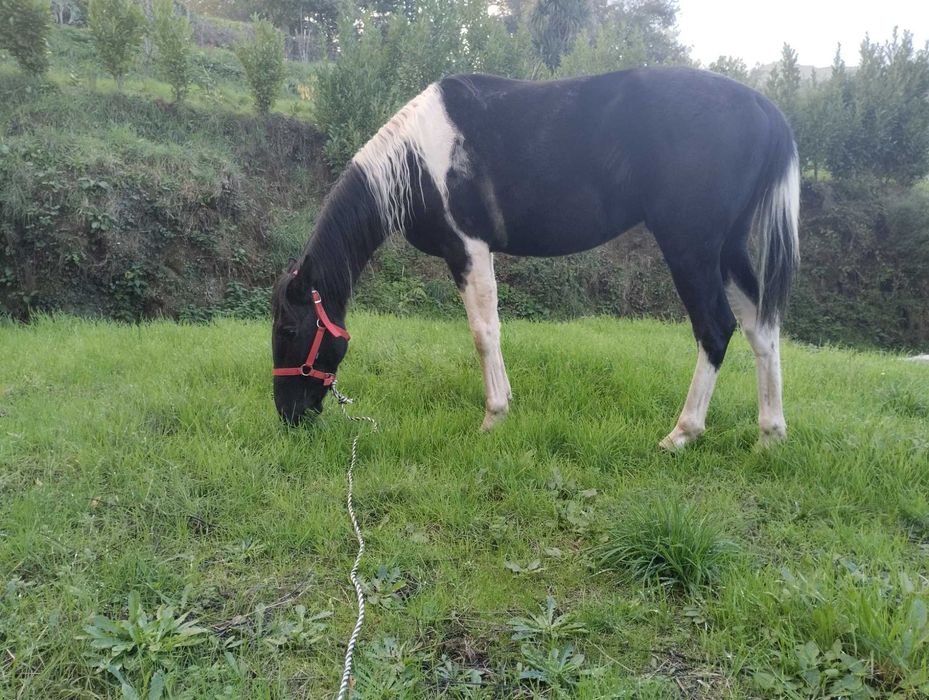 Cavalo com 3 anos