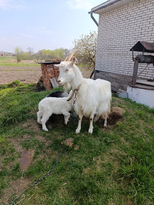 Козенята (кізочки)