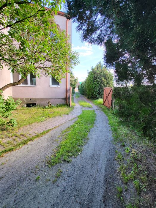 DOM Kościan,Pelikan