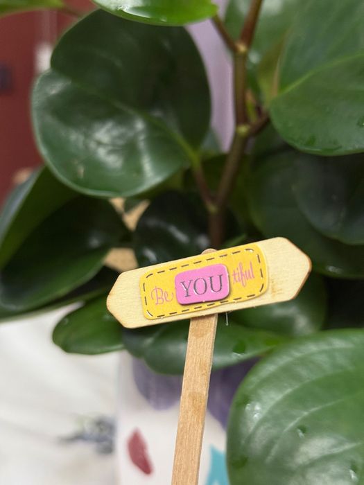 Arranjo de Suculentas e Cactos