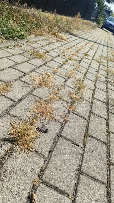 Sprzątanie działek i podwórek
