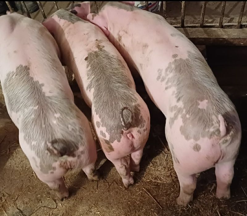 Sprzedam prosięta zaszczepione i odrobaczony